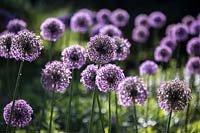 Allium hollandicum 'Purple Sensation' - Ail hollandais 'Purple Sensation'