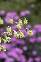 Corylopsis glabrescens 'Longwood Chimes' - Carillon parfumé de noisetier d'hiver 'Longwood Chimes '