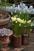 Narcisse 'Minnow' et Muscari 'Peppermint' poussant en pots sur le patio.