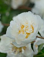 Paeonia lactiflora 'Xue Feng'