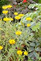 Xerochrysum bracteatum 'Dargan Hill Monarch' - Fleur éternelle 'Dargan Hill Monarch'