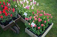 Présentoir de tulipes mixtes à la pépinière 'Brighter Blooms', Preston, Lancashire