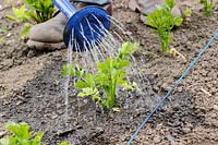 Jardinier arrosant chez les jeunes Apium graveolens var. rapaceum - Celeriac 'Monarch' dans un trou dans le sol.
