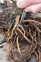 Boutures racines appropriées hors Papaver orientale - pavot oriental - pour les boutures de racines.