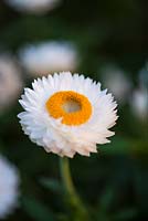 Xerochrysum bracteantha - fleur éternelle