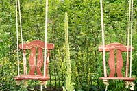 Vieilles chaises en bois converties en balançoires dans la zone boisée avec Verbascum