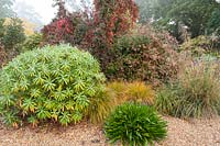 Jardin de gravier avec Euphorbia, Stipa gigantea, Abelia et Euonymus europaeus 'Red Cascade'
