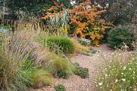 Jardin de gravier avec Scabiosa columbaria subsp. ochroleuca, Stipa, Verbena bonariensis, Solidago californica jaune et Parrotia persica - Bois de fer persan