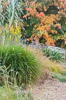 Solidago californica debout avec Pennisetum, Agapanthus, Arundo donax, Aster et Parrotia persica - Persian Ironwood, entourant un banc
