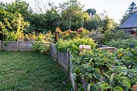 Fraises plantées dans des caisses à légumes surélevées en été, Lot, France.