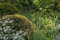 Boules de Taxus baccata au milieu des fleurs sauvages - The Savills and David Harber Garden, RHS Chelsea Flower Show 2019.