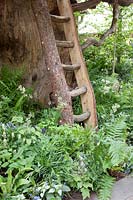 Le RHS Back to Nature Garden, vue de l'échelle de la cabane dans les arbres qui est entourée de fougères, Dryopteris filix-mas, Athyrium filix-femina et Asplenium scolopendrium, Brunnera macrophylla, Tiarella cordifolia, Fragari vesca et Luzula nivea.