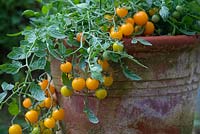 Solanum lycopersicum 'Tumbling Tom Yellow' tomate cerise
