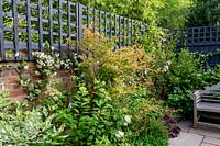 Jardin contemporain dans l'ouest de Londres avec assise en bois et treillis peint en gris - la plantation comprend Hydrangea Vanille Fraise, Trachelospermum jasminoides, Acer Katsura, Cornus Elegantissima.