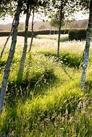 Betula - Bouleau - labyrinthe avec chemin tondu à travers les hautes herbes