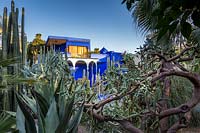 Le Jardin Majorelle, Jardin Majorelle, Marrakech. Au soleil du petit matin, avec son bâtiment emblématique bleu et jaune, entouré d'une forêt de cactus et de plantes succulentes. Le jardin a été à l'origine créé par Jacques Majorelle dans les années 1930 et célèbre rénové et replanté par Yves St Laurent dans les années 1980.