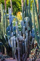 Divers cactus, notamment Marginatocereus marginatus, Cephalocereus senilis - Vieil homme du Mexique, Persian Cat Cactus, Pilosocereus azureus, Pachycereus pringlei et Opuntia robusta. Le Jardin Majorelle, Jardin Majorelle, Marrakech
