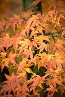 Acer palmatum 'Butterfly' - Érable japonais