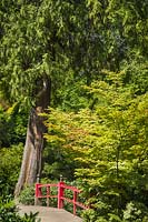 Thuja plicata - Western Red Cedar et Acer palmatum - Érable japonais près d'un pont en bois dans un jardin de style japonais