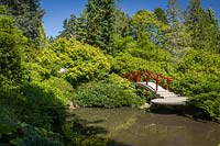 Jardin de style japonais avec pont de lune rouge sur l'eau, les plantes comprennent: Acer palmatum, Viburnum, Rhododendron et Taxus cuspidata