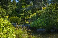 Pont bas sur l'étang dans un jardin de style japonais traditionnel, encadré par un feuillage de Rhododendron
