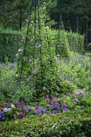 Thunbergia alata 'Arizona Pink Beauty' a formé un support végétal avec Salvia farinacea 'Fairy Queen ' et Salvia' Amistad 'dans des lits