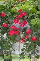 Jardinière avec Pelargonium 'Tornado Red' et Quamoclit coccinea syn. Ipomoea coccinea - Gloire du matin écarlate