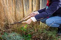 Couper les graminées ornementales avec des ciseaux à main, ici Calamagrostis