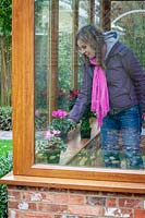 Placer une plante d'intérieur, Cyclamen, sur un rebord de fenêtre dans une véranda