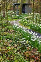 Promenade dans les bois à travers des parterres de fleurs printanières, dont Narcisse, Anémone, Erythronium et Trillium chloropetalum.