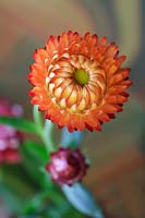 Xerochrysum bracteatum - Fleur éternelle