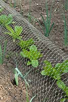 Plantes de laitue sous une petite grille métallique pour protéger contre les lapins