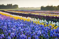 Howard Nurseries ouvre des champs d'iris barbus au sol en mai. Iris 'Blue Rhythm' en premier plan puis Iris 'Berkley Gold', Iris 'Winter Olympics'