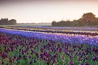 Howard Nurseries ouvre des champs d'iris barbus au sol en mai. Iris 'Sable' et Iris 'Blue Rhythm' au premier plan.