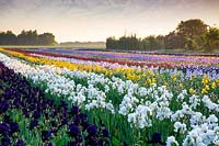Howard Nurseries ouvre des champs d'iris barbus au sol en mai. Iris 'Deep Black' et Iris 'Madeira Belle' en premier plan
