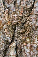 Pinus nigra subsp. laricio - Pin de Corse
