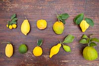 Citrus medica - Citron - collection de fruits