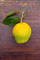 Citrus medica bicolor - Citron - fruit unique