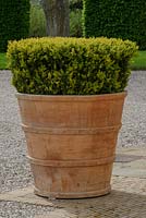 Buxus sempervirens - Boîte - en grand pot en terre cuite