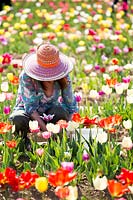 Femme cueillant des fleurs coupées dans une tulipe - tulipe - champ