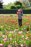 Tenue femme, tas bouquet fleurs coupées, choisi, depuis, tulipa, -, tulipe, -, champ