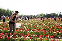 Homme cueillant des fleurs coupées dans une tulipe - tulipe - champ plein de visiteurs