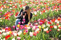 Femme avec un appareil photo photographier Tulipa - Tulip - field
