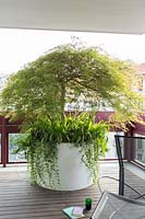 Grand pot à plantes, planté d'Acer palmatum var. coreanum, Vinca minor et Iris japonica.