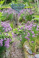 Vue vers le bas avec des bords de légumes surélevés bordés d'Allium schoenoprasum - Ciboulette - point focal de bois flotté et porte au-delà