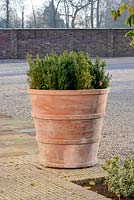 Buxus sempervirens dans un grand pot en terre cuite, de The Italian Terrace au petit matin.