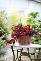 Begonia 'summerwings dark elegance' en pot de jardin.