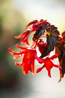 Begonia 'Summerwings élégance sombre '.