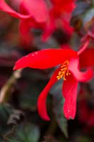 Begonia 'Summerwings Dark Elegance'