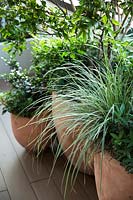 Carex oshimensis 'Everest' - Carex panaché - parmi un groupe de pots